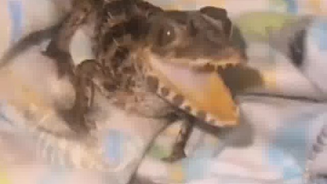 小哥一手孵化带大的小鳄鱼，离别多年再次相见已是参天大物