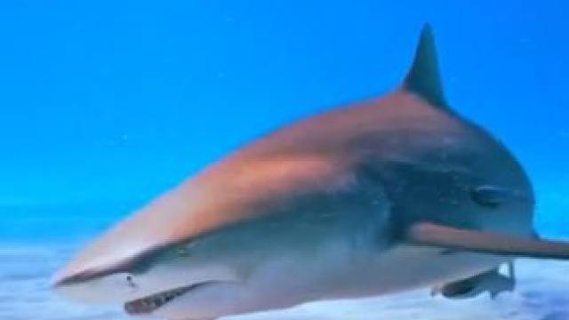 自由潜水遇到鲨鱼还好，穿的和海豹一样就完蛋了，纪录片 #纪录片解说 #巨齿鲨
