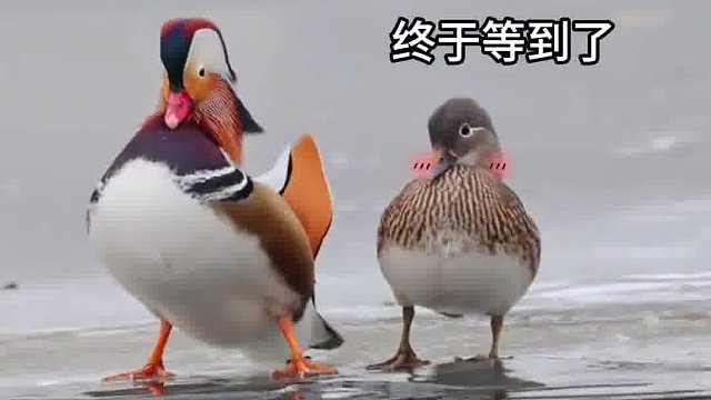 鸳鸯求偶有种淡淡的羞涩，求偶期的鸳鸯迈出试探性脚步