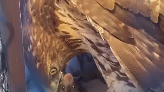 老鼠：这次逃不掉了。。。