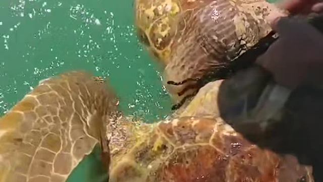 勒的脖子都粗了，这得忍受多大的痛苦