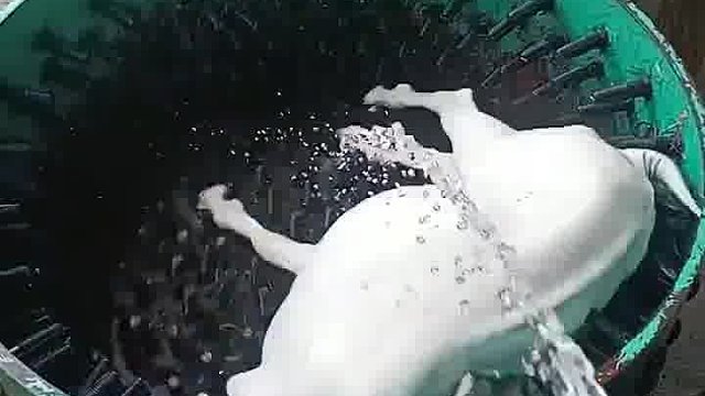 先洗羊羊，然后暖羊羊，最后沸羊羊