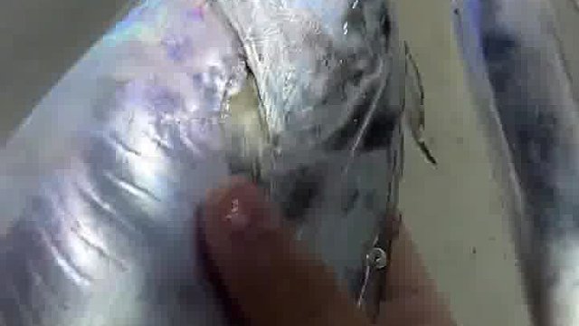 刚出水的带鱼是真好看