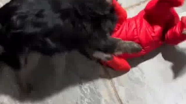 刚开始我也认为是个孩子，后来它一跳才看清