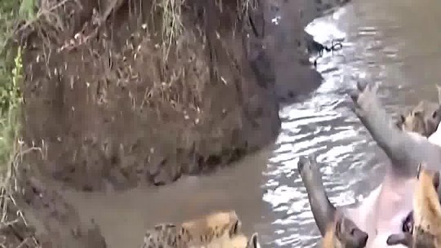 4000多斤的死河马像个定时炸蛋，鬣狗临时组成拆蛋小队