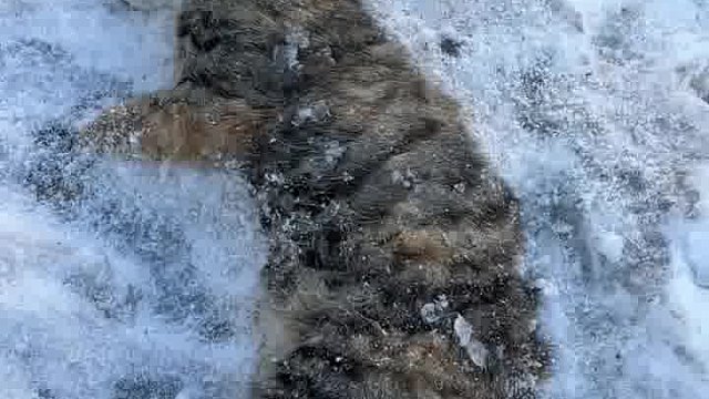 它已经很努力的长这么大了，希望下辈子不做流浪猫