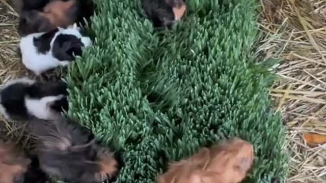 养80多只豚鼠是什么体验：小哥就这样直接喂一大块“草毯”，看起来确实很过瘾！
