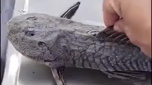 看看清道夫的生存能力