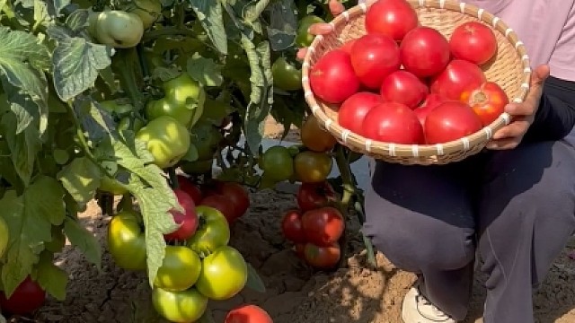 又到番茄育苗季节，推荐大家试试这个毛粉番茄！