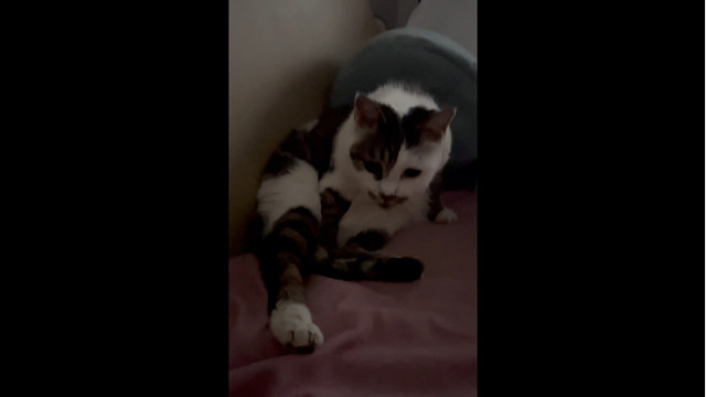 “讨厌的人类就不能像阳台那只一样有点边界感”