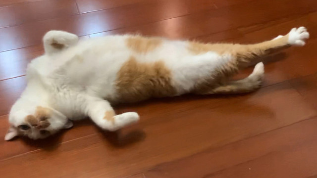 干啥啥不行，摆烂第一名