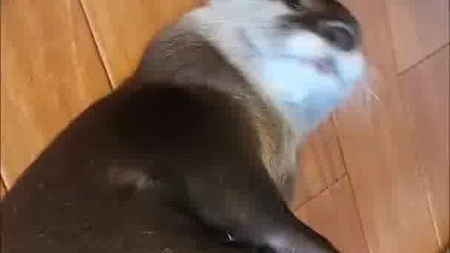 这家伙控球能力比男足都强