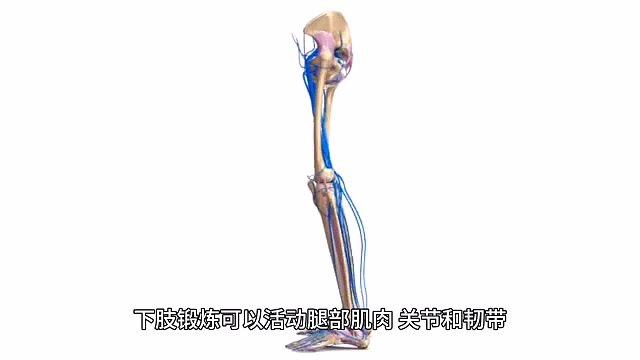 下肢锻炼