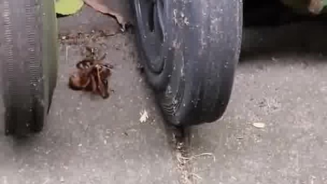 动物也有自己的克星，蛛蜂这么小却成功捕食大蜘蛛