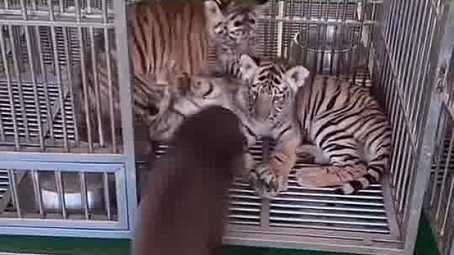 熊孩子总是给自己找麻烦