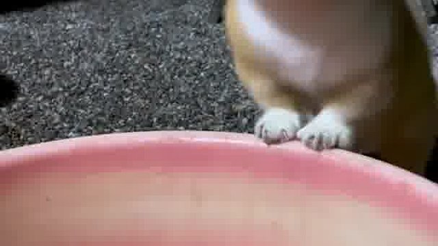 喵咪表演摇头特效