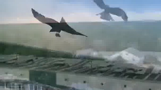 男子与老鹰达成了某种默契，每天定时出现在窗口会面