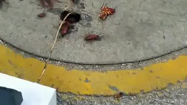 你们觉得蟑螂跑出来会不会死