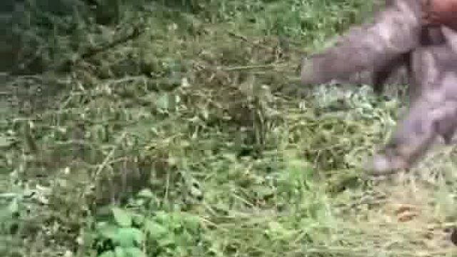 你知道树懒有多萌吗？