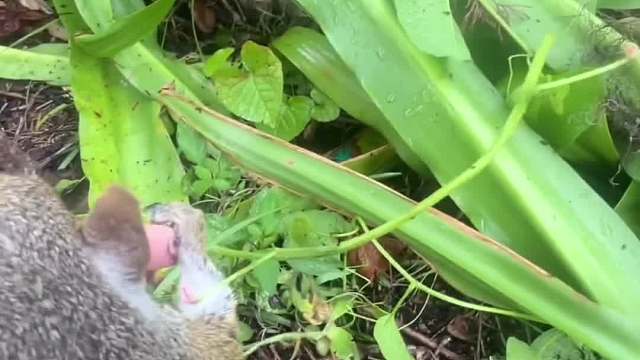 小松鼠是如何邀请朋友到家里做客的