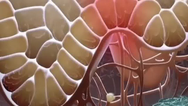 日常生活中白癜风的黑色素怎么没有了