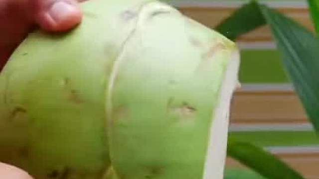 沉浸式切椰子！