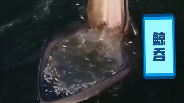 鲸：给你们两分钟，再不走我关门了！