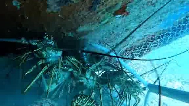 万万没想到可以全部抓