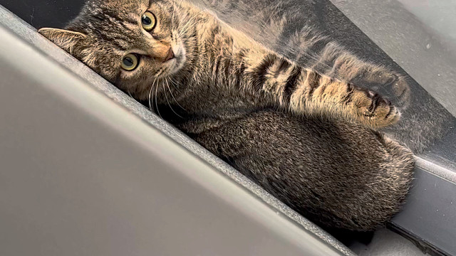 家人们真是无语了 谁家小猫这么会躲