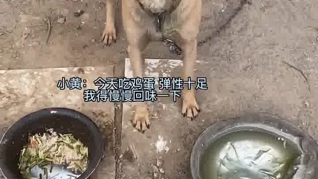 小黑可能都不知道今天吃的啥