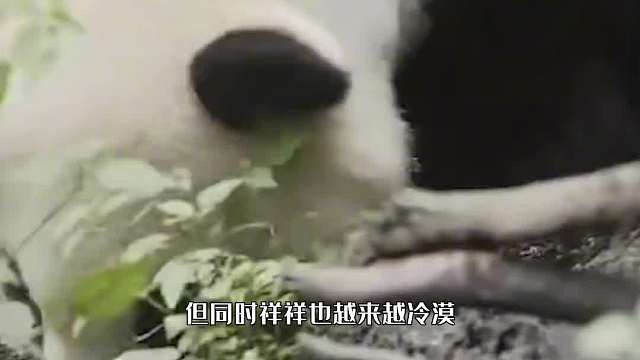 全球首只为“野培”放生的大熊猫祥祥，结局让人心酸（2）