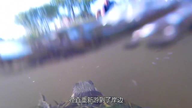 把摄像机绑在鱼身上，记录到的画面能有多精彩，真是大开眼界