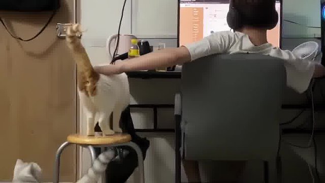 原来猫也会争风吃醋