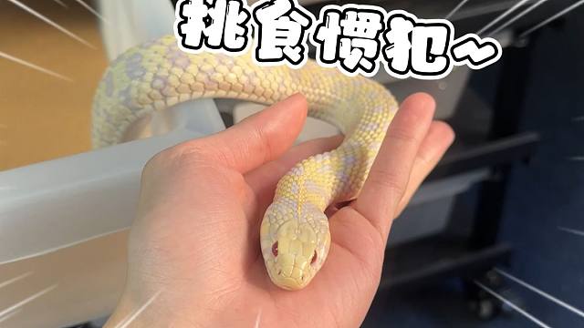 大黄蛇挑食成性！主人居然准备直接给它断粮！