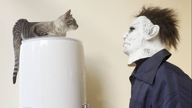 猫猫早期驯服迈扣珍贵录像