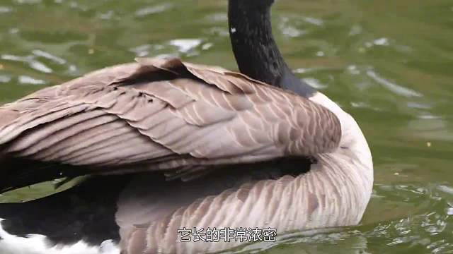 鸭毛的疏水性有多强悍