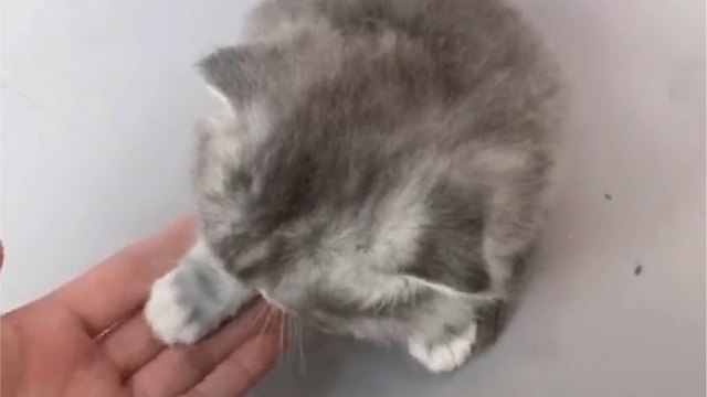 不知不觉我的小猫都来家一年了