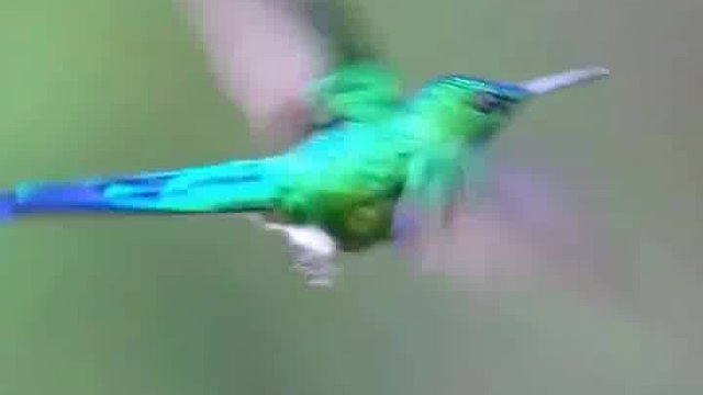 蜂鸟采花蜜，像画一样美…