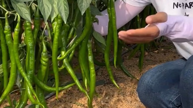 春天一到，别忘种几颗香辣线椒！