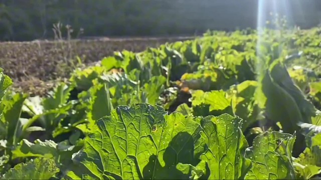 我已经有两个儿子了