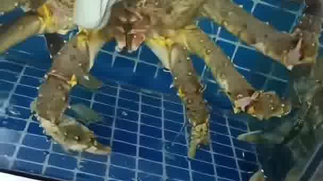 这生蚝吃下去就值钱了，过秤就行帝王蟹的价格了