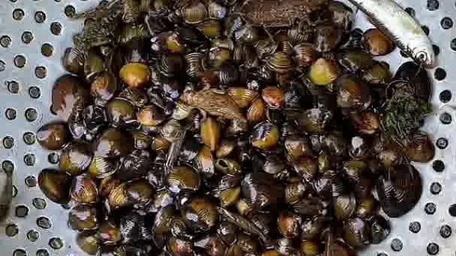 去河边捞蚬子，竟然捞到这么多怪东西，长这么大，从来没见过这些