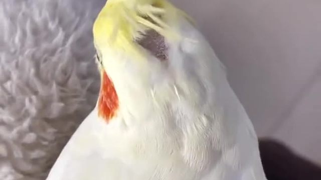 人家不要面子的吗