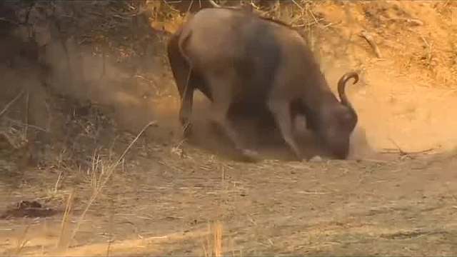 狮子惨遭非洲最凶猛猎物袭击的最震撼时刻