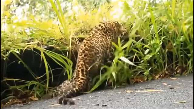 豹子受伤的10个糟糕时刻，豹子惹错了动物，接下来会发生什么