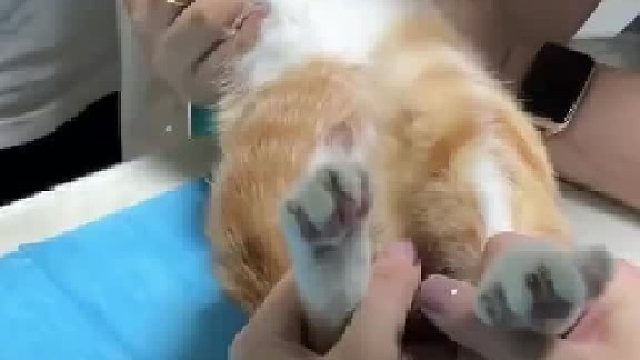 医生：贴心的小猫咪~ 拆线的时候医生涂了碘伏才发现小猫自己把线舔掉了