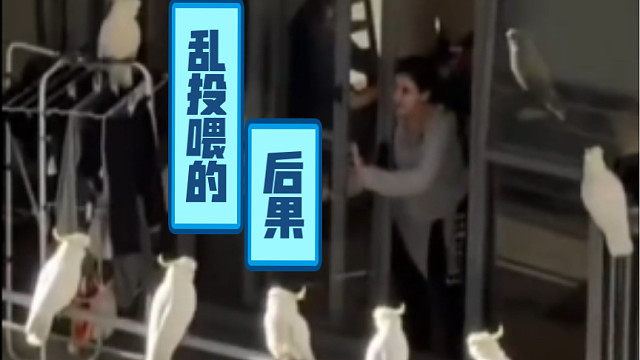 鹦鹉：我和家里人说了，你这有好吃的～