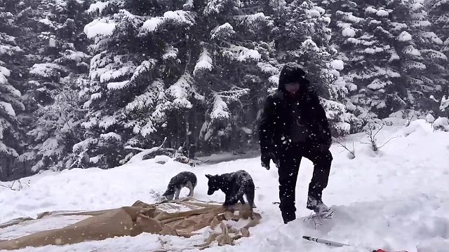 一人两狗在大暴风雪中露营