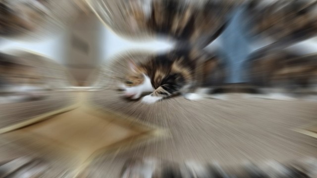 【龙猫猫猫猫猫猫猫呀】最新视频上线，求关注！