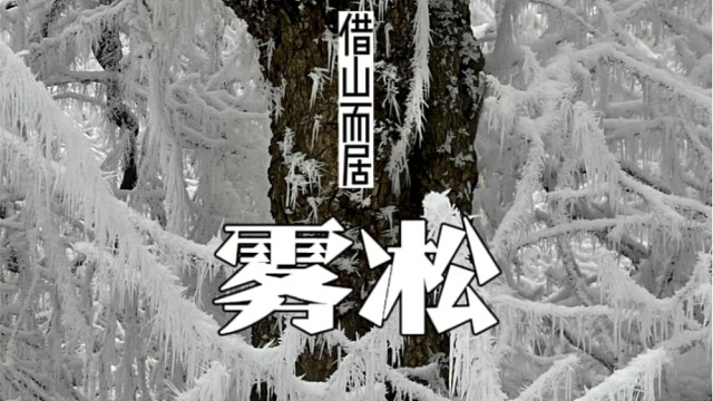 这种雾凇，即便是我在山上住这么多年，也很少见。